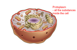 protoplasm organelle functions inside membrane substances term cell weebly
